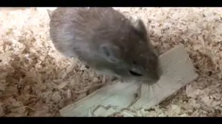 Killi - Gerbil Under The Mountain