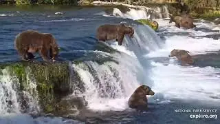 7 Bears fishing Brooks Falls. Incl: 910, Slappy, N, 32. Katmai, Alaska 20 Aug 2025 (explore.org)