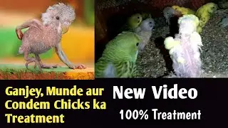 Budgies Parrot Feather Desease Treatment
