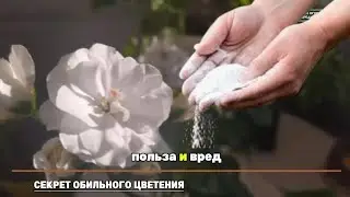 Что мешает цветению и как вернуть бутоны