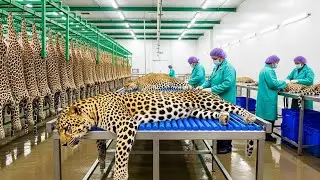 Inside the Leopard-Leather Factory: How Leopard Skin Becomes a Luxury Jacket (Full Process)