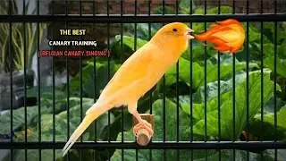 The Most Spectacular Canary Training‼️ Your Canary Will Sing Very Loudly🐦