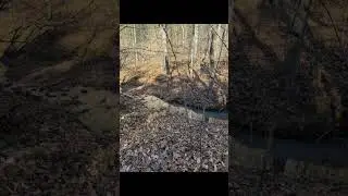A few Stealth Cam 360 pics #nature #trailcam #nature #trailcam #Stealth Cam #hunting #deer #wildlife