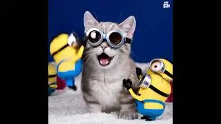The Cat and minions