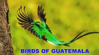 TOP 15 Strange and Colorful Bird Species Of Guatemala Ep.221025-2
