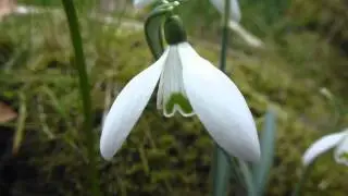 Snowdrops - Galanthus - Vetrargosi -  Snj&oacute;dropi - K&oacute;sakkagosi