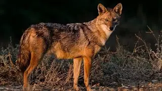 Jackal Sounds Effect - Howling Bark Jackal Sounds
