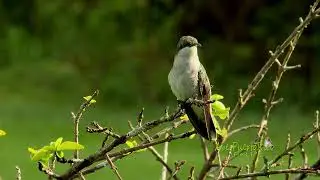 ZUMBADOR DORADO (Puerto Rican Mango / Anthracothorax aurulentus) ENDEMICA hembra
