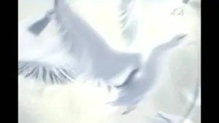 3D Animation White Doves Flying