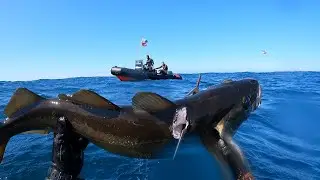 Chasse sous marine gros Lieus de 5 Kg en Bretagne 2023