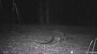 Swamp wallaby female with large bub in pouch grazing near Frog Hollow tiny house