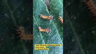 Tasar silkworm, Antheraea mylitta early instars