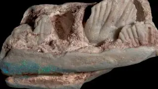 Scoperta una specie sconosciuta di dinosauro nelle miniere di opale in Australia | Insider Italiano