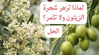 لماذا تزهر شجرة الزيتون ولا تثمر؟ الحل النهائي لمشكلة الزيتون 🫒🌿