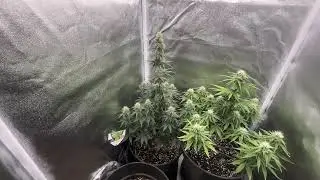 PURPLE QUEEN AUTOFLOWER