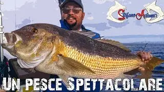 Dentice enorme mangiata subacquea sul calamaro Pesca dalla barca