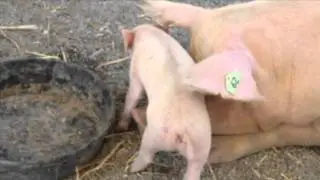 Itchy Tummy Piglet - Parry Gripp