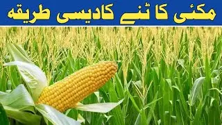Makki Katne Aur Saaf Karne Ka Desi Tariqa 🌽 | Village Life Pakistan | Sajid Ali Wattoo