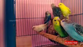LOVE Bird's   kissing video