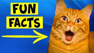Fun Facts About Orange Cats - #3 Applies To Humans Also
