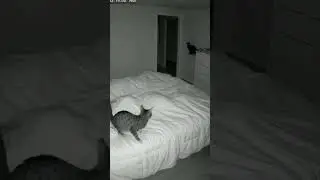 Cat Jumps at Security Camera 🎥😼