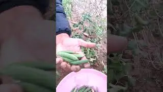 Harvesting Fresh Green Peas from My Backyard Garden 🌿 | Homegrown Happiness