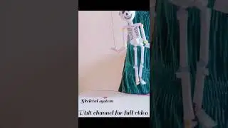 Human skeleton |3D paper model | 3D skeleton model #youtubeshorts #shorts