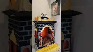 Welcome to Simba's Kingdom👑😻🐈 - Sunday Funday Live With Simba❤️