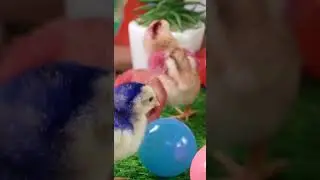 Colorful chicks play with multicolored balls #chicks #Colorful #Colorful chicks #balls #multicolor
