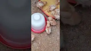&ldquo;Free‑Range Baby Chicks Exploring the Farm | Cute Chicks in Nature&rdquo;