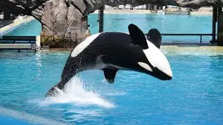 Shouka and Makani at SeaWorld San Diego