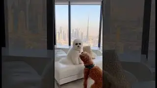 Llegar a Dubai 🫣🫣 #dubai #luxury #dog #puppy