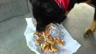my dog eating a cheeseburger