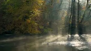 CatGamesTV: Mystical Pond 🌿🎶 Relaxing Music for You & Your Cat!