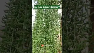 Huge String of Bananas hanging basket plant #hangingplants #gardening #viralvideo #plantingideas