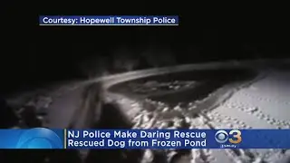 New Jersey Police Make Daring Dog Rescue