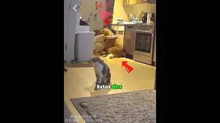 Your Cat and Dog Become Your Guardians &mdash; When!