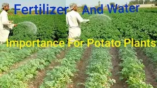 How To Fertilize And Water Potato Plants | Best Fertilizer For Potatoes | Tips To Fertilize Potatoes