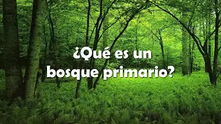 ¿Qué es un bosque primario?