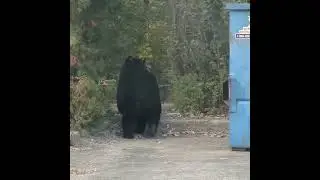Bear Investigating a Large Garbage Bin