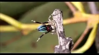 Undescribed Maratus - Liddel, NSW, Australia