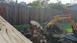 Tree stump removal 