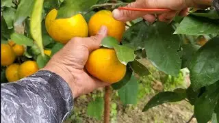 VERRY SWEET! Orange Picking In My Japanese Sensei Orange Farm.