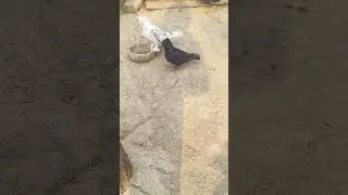 Annde  de rhi hai mere makoi  kabotari please like or comment dosto #tandavwebseries #birdslover