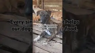 Каждый комментарий помогает нашим собакам получать больше еды, пожалуйста🙏🏼