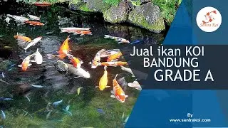 JUAL IKAN KOI BANDUNG GRADE A | Hubungi Kami HP : 0858-5624-8681