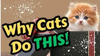 5 странных привычек кошек с объяснением