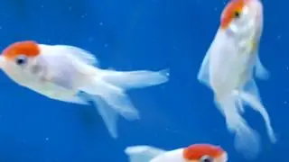 Fish Goldfish Water Nature Colorful Life Wild | Free Download Green Screen Video