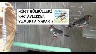 Hint Bülbülleri Kaç Aylık Olduklarında Yumurtlar ?| Bu Senenin Yavrusu Şaşırttı !