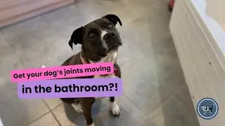 Get your senior dog's joints moving in the BATHROOM | Quick, easy, fun enrichment game for dogs